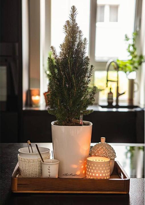 Produktbild Lechuza Deltini (15 cm)