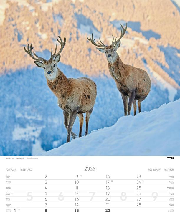 Produktbild Tiere der Alpen - Kalender 2026