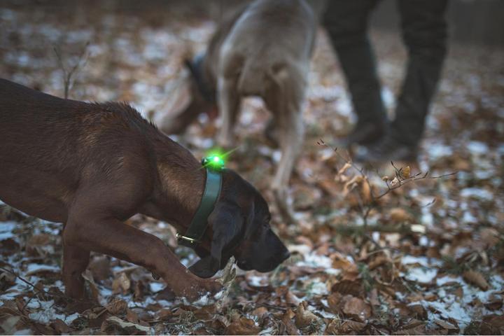 Image du produit Orbiloc Feu de sécurité à double LED (Taille unique, Chien, Général)