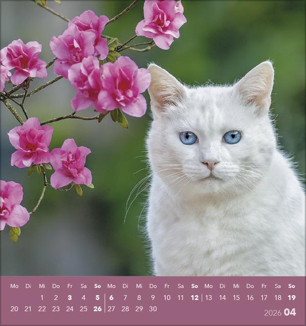 Produktbild Schmusekatzen 2026