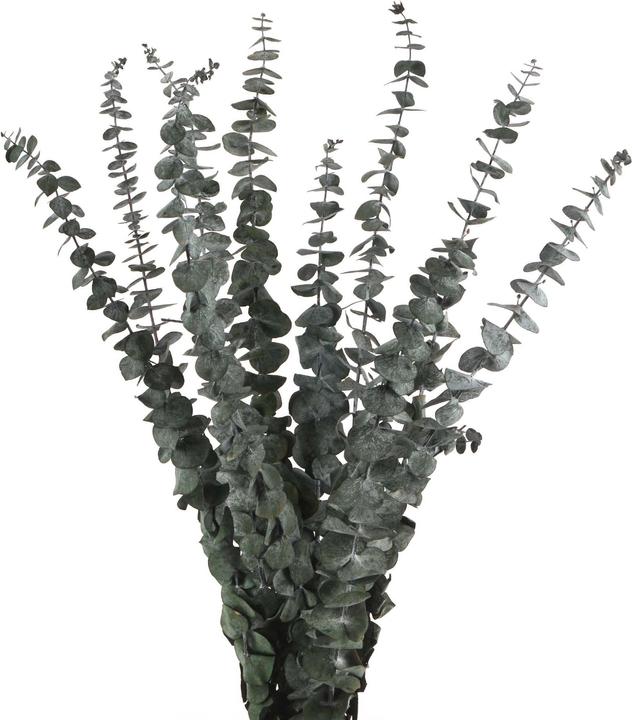 Geschenkkörbe CH Eucalyptus bébé fleurs séchées, vert (Fleurs séchées)