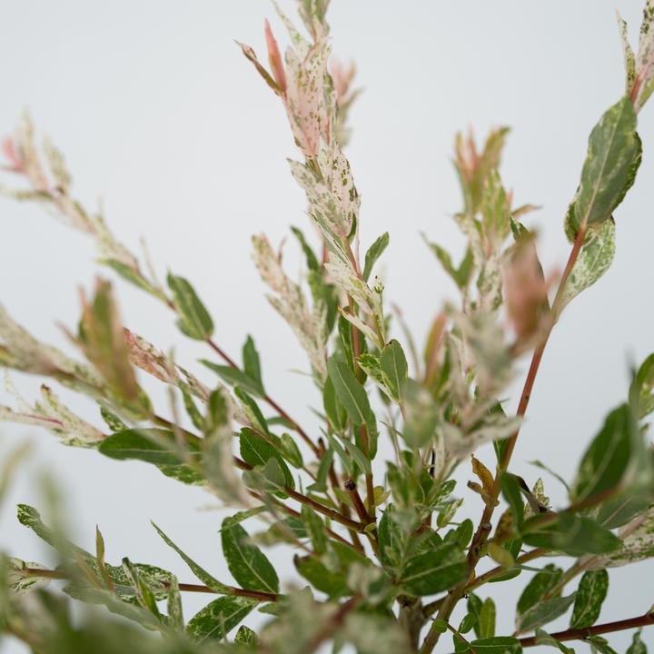 Immagine prodotto Plant in a Box Salix integra 'Flamingo' - Set di 2 Loosestrife (100 cm)