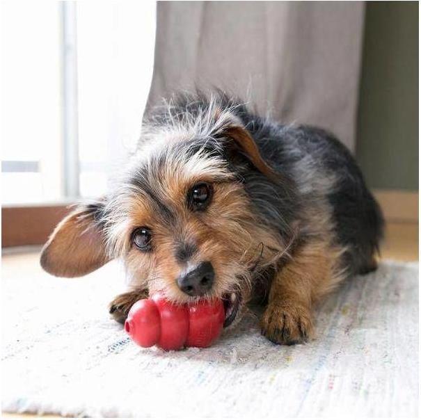 Productafbeelding KONG Klassiek (Breng, Speeltje voor hondenvoer, Kauwspeeltje voor honden)