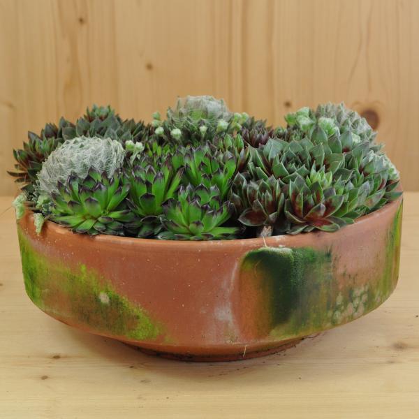 Immagine prodotto Säntispracht Der robuste Hauswurz - Sempervivum (10 cm)