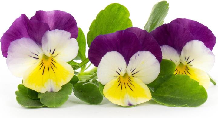 Immagine prodotto Véritable Viole del pensiero biologiche (Semi di piante)