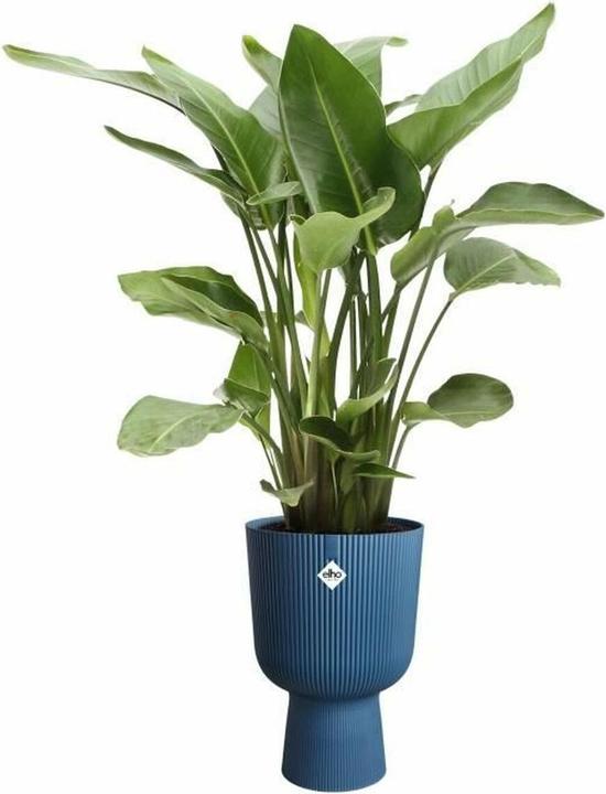 Produktbild Elho Vibes Fold Coupe (29.50 x 44.70 cm)