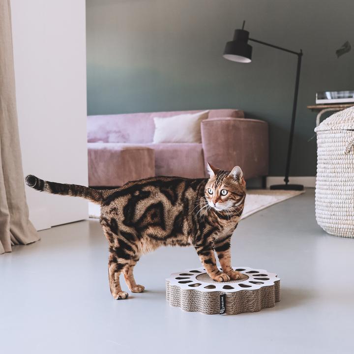 Image du produit District 70 Jouet pour chats Plateau de jeu Sunny Black, 32 x 32 x 6 cm (Canne à pêche chat)