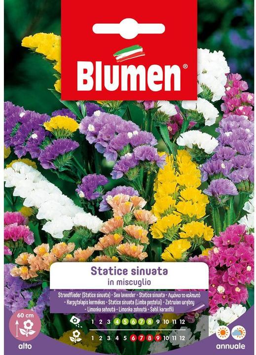 Produktbild Blumen Saatgut Strandflieder Mix (Pflanzensamen)