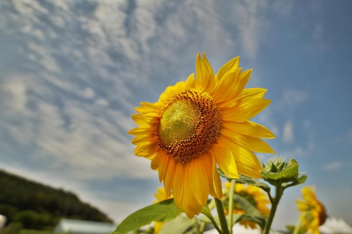 Produktbild Samyang 14mm F2.8 Fuji X (Fujifilm X, Vollformat)