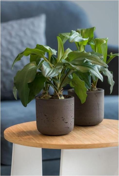 Produktbild Pottery Pots Charlie (10.60 x 9.90 cm)