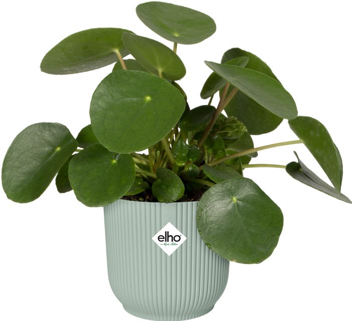 Actual product image Elho Vibes Fold Round (16.14 cm)