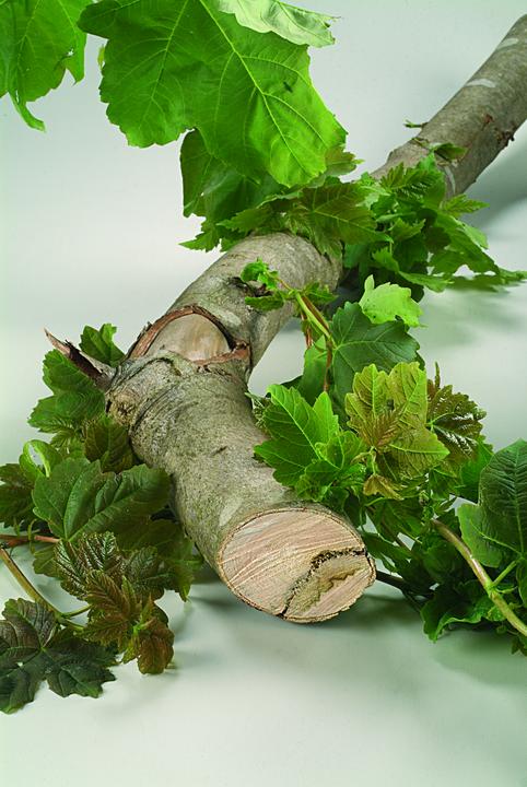 Produktbild Bosch Zubehör Säbelsägeblatt-Set