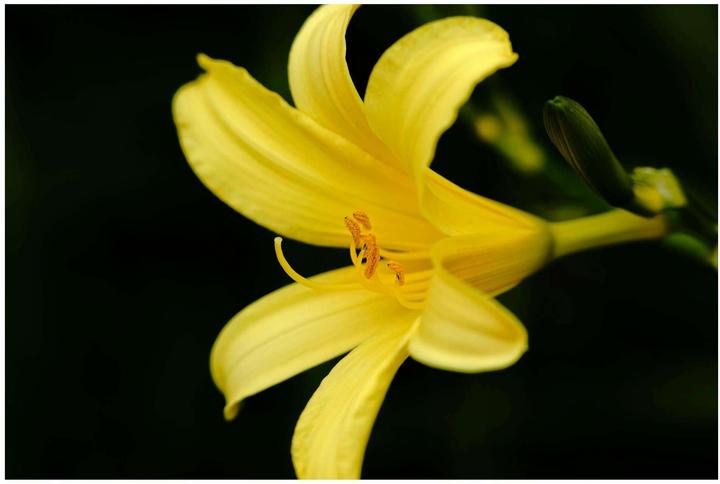 Produktbild Sigma 150-600mm f/5-6.3 DG DN OS Sports, Sony-E (Sony E, Vollformat)