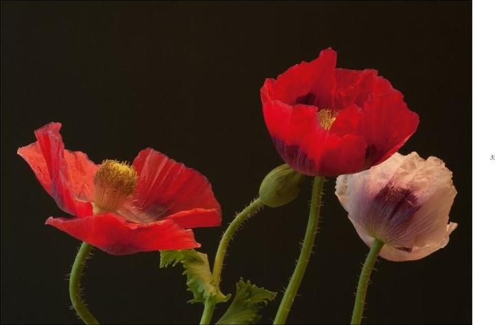 Produktbild Poesie der Blumen (Deutsch, Isolde, Ohlbaum, 2016)