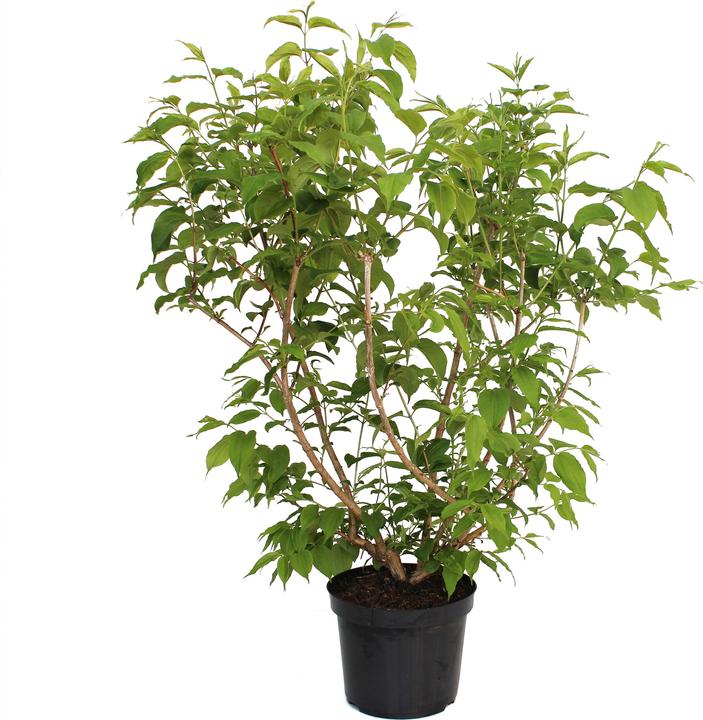 Zulauf Sieben-Söhne-des-Himmels-Strauch / Heptacodium miconioides (80 cm)
