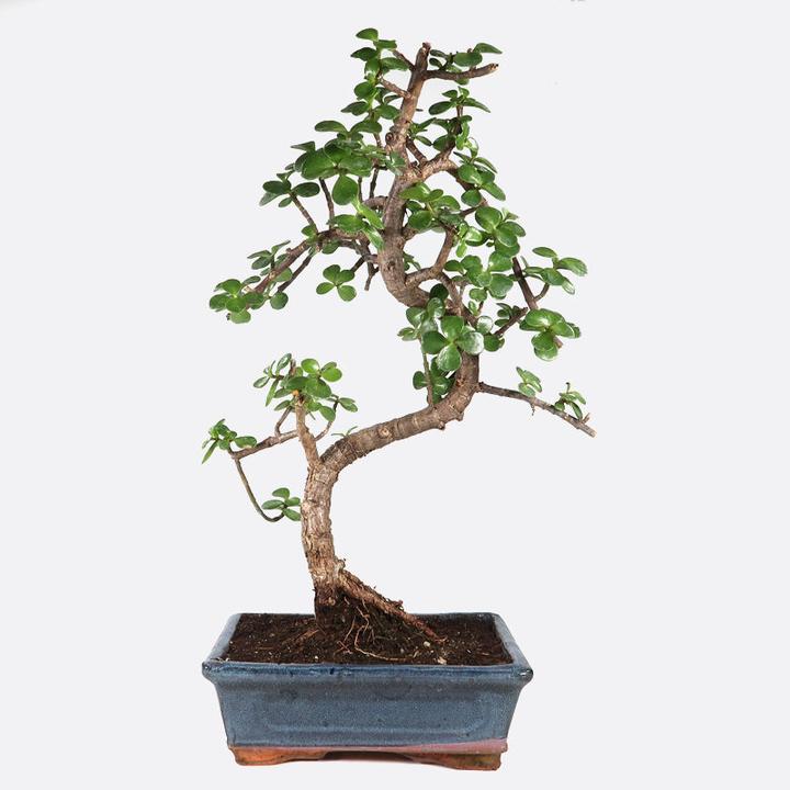 Immagine prodotto Bonsai.ch Portulacaria Jadebaum cm