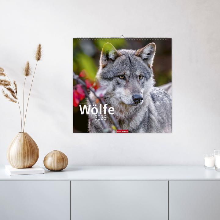 Produktbild Wölfe Kalender 2026 (48 x 46 cm)
