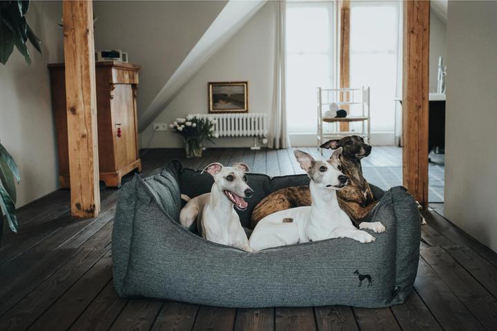 Actual product image Hunter Dog sofa Livingston woven fabric (Dog)