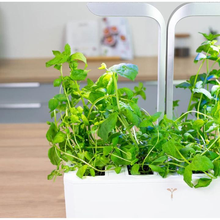 Immagine prodotto Véritable Menta marocchina (Semi di erbe)