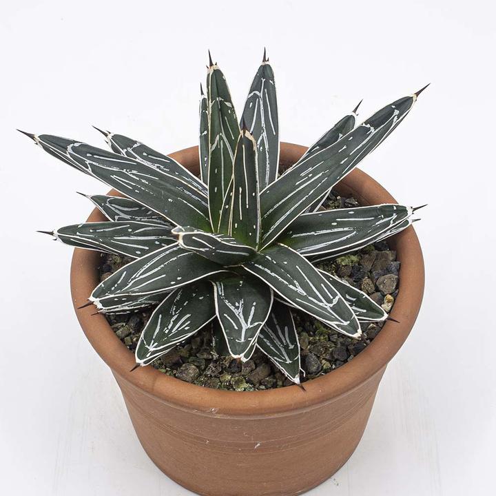 Image du produit Kakteen Gautschi Agave victoria reginae (25 cm)