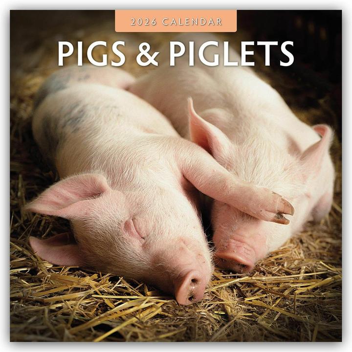 Produktbild Pigs & Piglets 2026 Square Wall Calendar