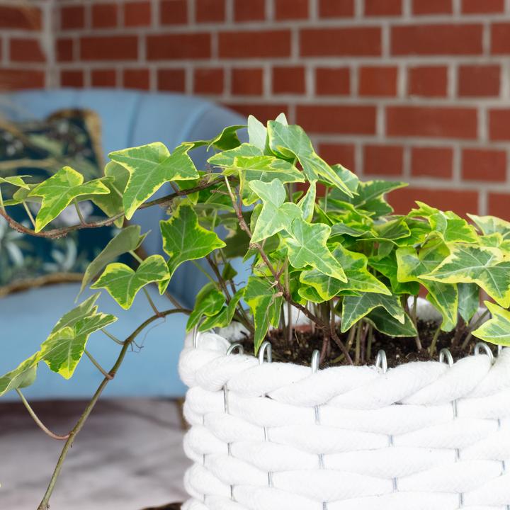 Produktbild Flowerbox Gemeiner Efeu- Hedera helix (15 cm)