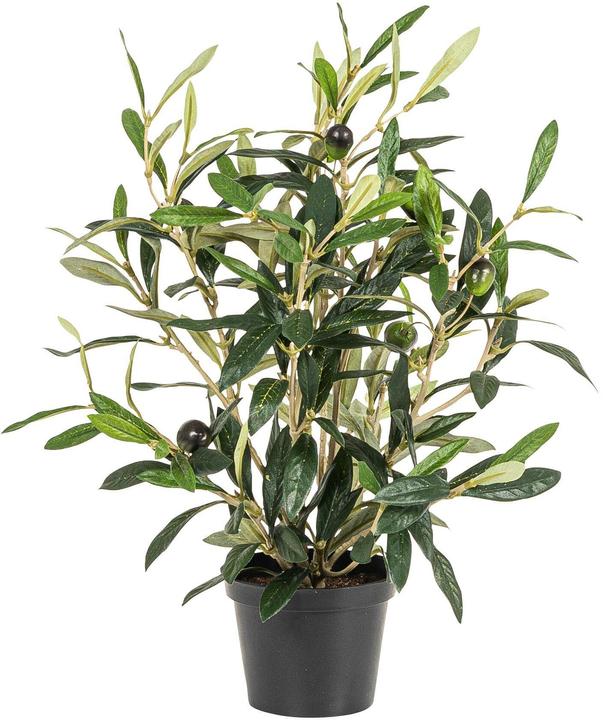 Actual product image Botanic-Haus Olive (41 cm)