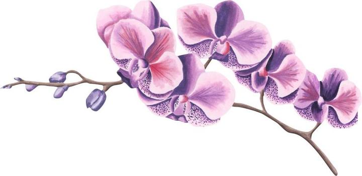 Immagine prodotto Trenddeko acquerello ramo di orchidea (65 x 32 cm)