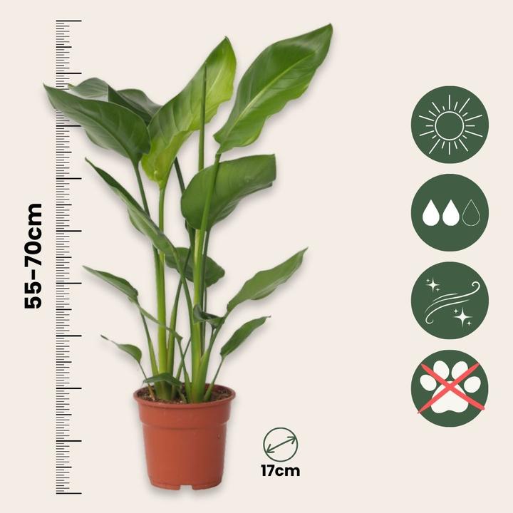 Produktbild Plant in a Box Strelitzia Nicolai - Paradiesvogelblume (55 cm)