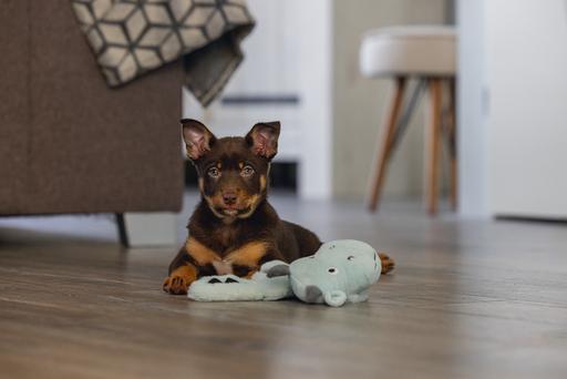Produktbild Beeztees Puppy Flatino Drache Yi (Plüschspielzeug Hund)