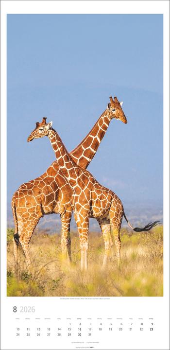 Produktbild Giraffen Kalender 2026 (33 x 68 cm)