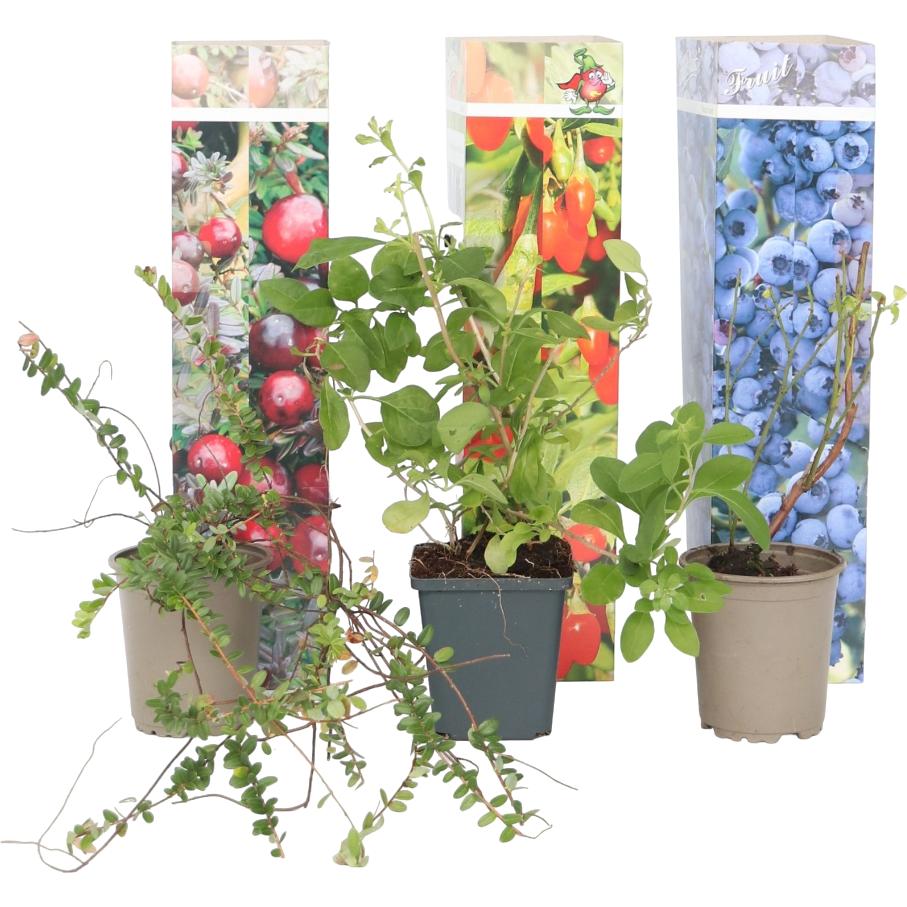 Plant in a Box, Pflanzen, Lycium barbarum, vaccinium corymbosum, vaccinium macrocarpon - 6er Mischung Obstbüsche (25 cm)