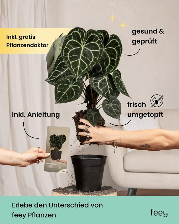 Produktbild feey Efeutute (25 cm, Frisch umgetopft)