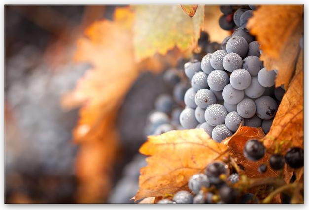 Produktbild Trenddeko Wein im Herbst (60 x 40 cm)