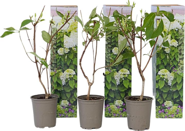 Produktbild Plant in a Box Hydrangea Paniculata 'Silver Dollar' - 3er Set Hortensien (25 cm)