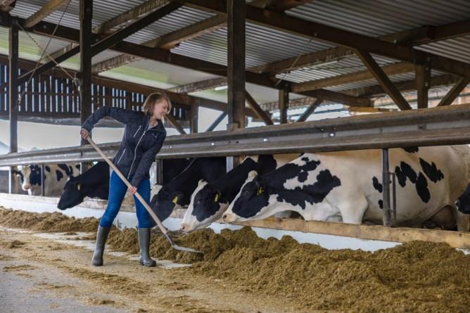 Produktbild Kerbl Profi Alu-Schaufel Gr. 9 mit Kante