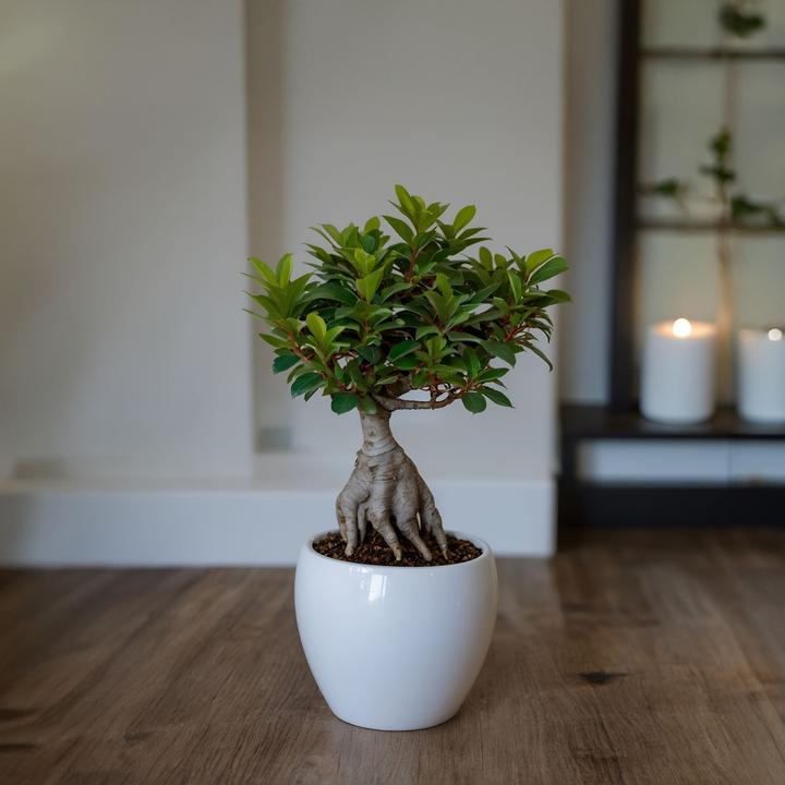 Actual product image Plant in a Box Ficus microcarpa Ginseng - Bonsai (40 cm)