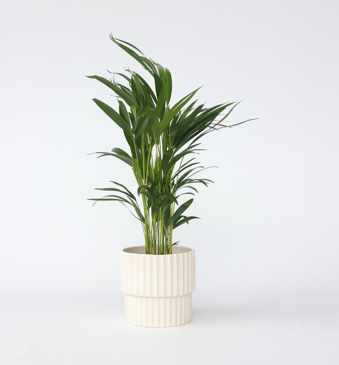 Image du produit Plant in a Box Dypsis Lutescens - Palmier à fruits d'or d'Areca (60 cm)