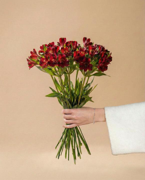 Produktbild feey Alstroemeria rot (10x)