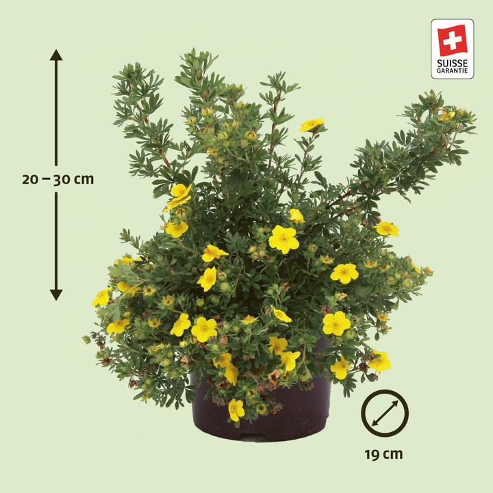 Image du produit Zulauf Potentille ligneuse (80 cm)