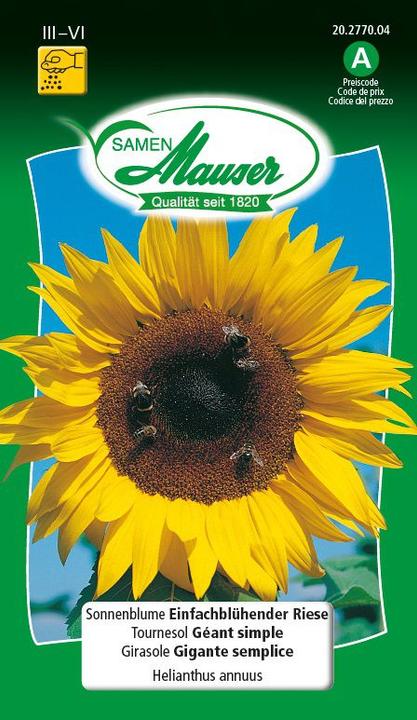 Produktbild Samen Mauser Sonnenblume einfachblühender Riese (Pflanzensamen)