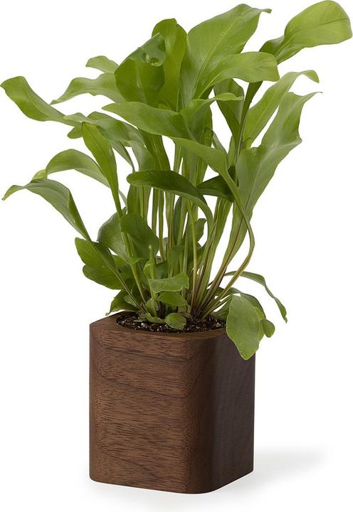 Produktbild Oakywood Cubic Pot Würfeliger Holzbehälter - für Stifte oder eine Blume - Walnuss -