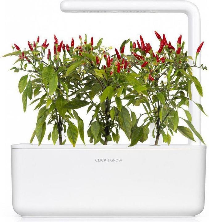 Actual product image Click and Grow Piri piri chilli (Vegetable seeds)
