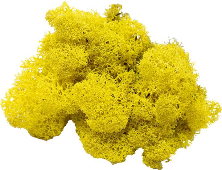 Actual product image Flowerbox Iceland moss