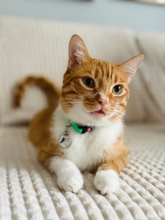 Image du produit Zolux Obroża dla kota z zawieszką w kształcie ptaka CHATOUILLE zielona (Chat, Promenade)