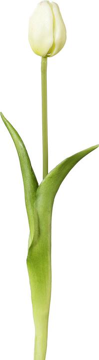 Produktbild Lipo Celice (44 cm)