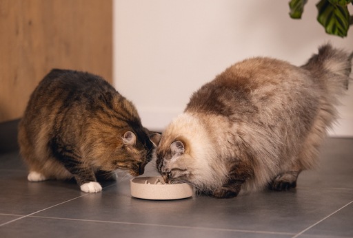Actual product image Designed by Lotte Cat Pom (0.41 l)