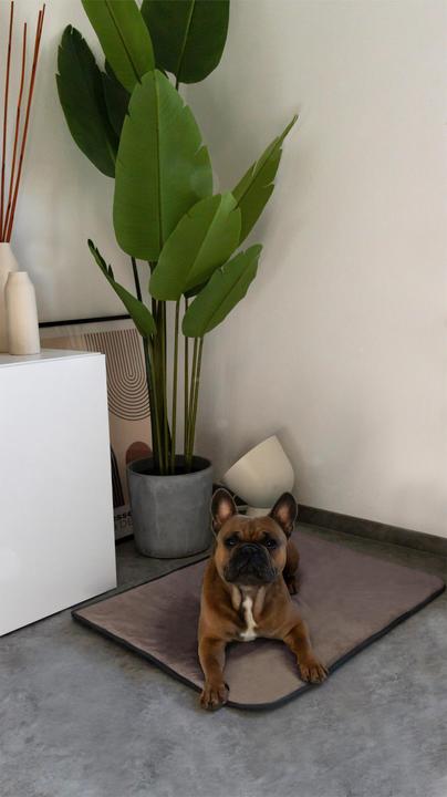 Actual product image Aspero Dog blanket Lund (Dog)