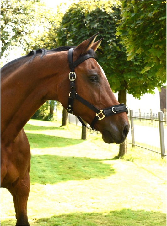 Actual product image Kerbl Lunging halter
