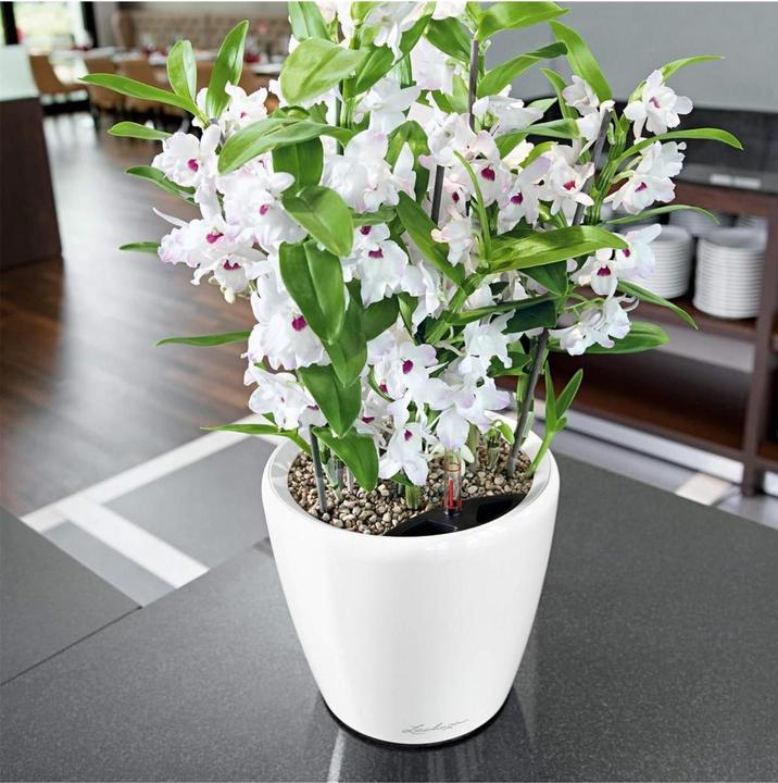 Image du produit Lechuza Classico (22 x 20 cm)